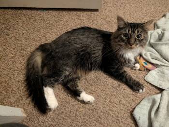Suzy -  Domestic Long Hair Cat for Adoption in Kalamazoo, Michigan - Suzy | PetCurious