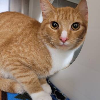 Naruto -  Domestic Short Hair Cat for Adoption in Lake Panasoffkee, Florida - Naruto | PetCurious