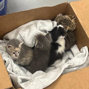 Navy -  Domestic Medium Hair Cat for Adoption in Greensboro, North Carolina - Navy | PetCurious