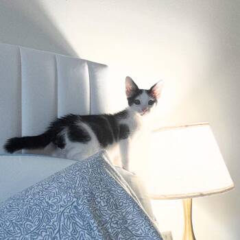Garbanzo -  Domestic Short Hair Cat for Adoption in Nashville, Tennessee - Garbanzo | PetCurious