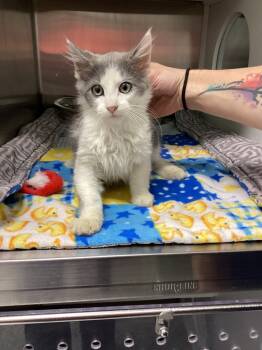 Rescue Domestic Long Hair Cats for Adoption in Athens, Tennessee - Pickles | PetCurious