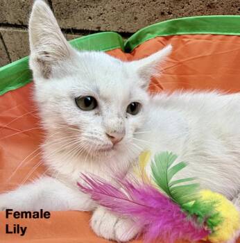 Rescue Domestic Short Hair Cats for Adoption in Gardena, California - Lily | PetCurious