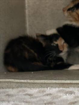 ALEXANDRITE -  Domestic Short Hair Cat for Adoption in Norco, California - ALEXANDRITE | PetCurious