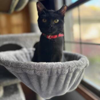 Rescue Domestic Short Hair Cats for Adoption in Monroe, Michigan - Lucy | PetCurious