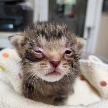 Saint -  Domestic Short Hair Cat for Adoption in Kanab, Utah - Saint | PetCurious