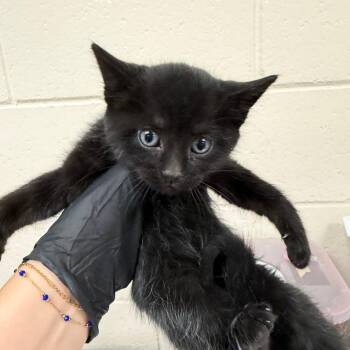 Charlotte York -  Domestic Short Hair Cat for Adoption in Reno, Nevada - Charlotte York | PetCurious