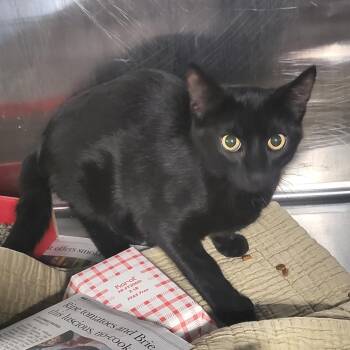Domestic Short Hair Cats Available for Adoption - Raven | PetCurious