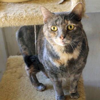 Rescue Domestic Short Hair Cats for Adoption in Redlands, California - Patches | PetCurious