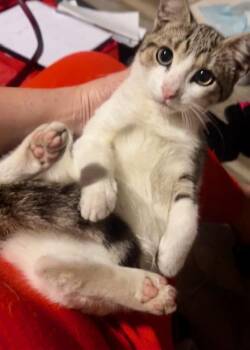 Domestic Short Hair Cats Available for Adoption in Sunrise, Florida - Denise | PetCurious