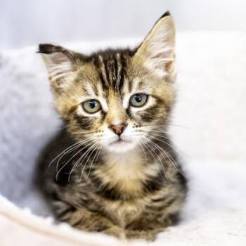Tugboat -  Domestic Short Hair Cat for Adoption in Camano, Washington - Tugboat | PetCurious