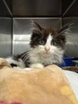 Dahli -  Domestic Medium Hair Cat for Adoption in Manitowoc, Wisconsin - Dahli | PetCurious