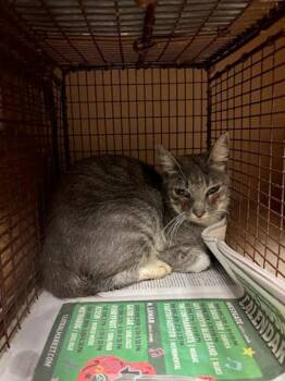 Impa -  Domestic Short Hair Cat for Adoption in Austin, Texas - Impa | PetCurious