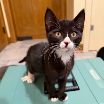 Socks -  Domestic Short Hair Cat for Adoption in Shelbyville, Indiana - Socks | PetCurious