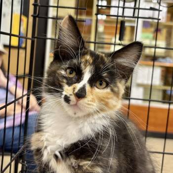 Everly -  Domestic Medium Hair Cat for Adoption in Sonora, California - Everly | PetCurious
