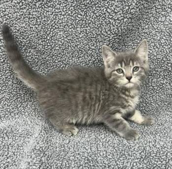 Domestic Short Hair Cats Available for Adoption in Sullivan, Indiana - Arizona 1 | PetCurious