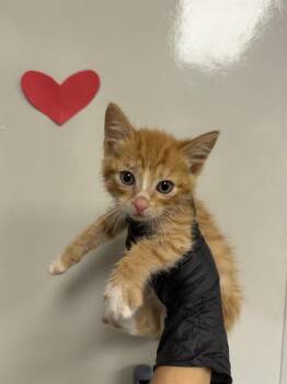 FROST -  Domestic Short Hair Cat for Adoption in Ontario, California - FROST | PetCurious