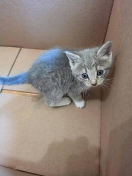 Domestic Short Hair Cats Available for Adoption in Hartsville, South Carolina - Cottonelle | PetCurious