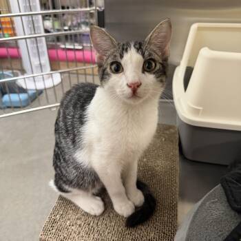 Domestic Short Hair Cats Available for Adoption in Chandler, Arizona - Rumor | PetCurious