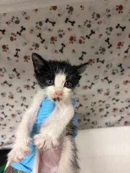 DAISY -  Domestic Short Hair Cat for Adoption in Riverside, California - DAISY | PetCurious