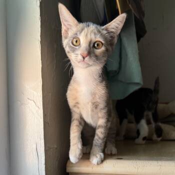 Phoenix -  Domestic Short Hair Cat for Adoption in Fresno, California - Phoenix | PetCurious