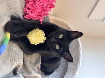 Rescue Domestic Short Hair Cats for Adoption in Courtenay, British Columbia - Chai | PetCurious