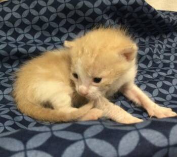 Domestic Short Hair Cats Available for Adoption - COLTON | PetCurious