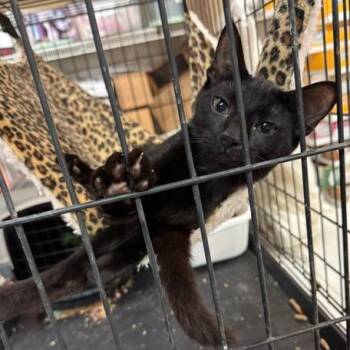 0826-46 Gumby -  Domestic Short Hair Cat for Adoption in Abingdon, Maryland - 0826-46 Gumby | PetCurious