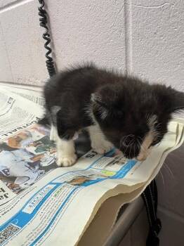 KATRICIA -  Domestic Short Hair Cat for Adoption in Jacksonville, Florida - KATRICIA | PetCurious