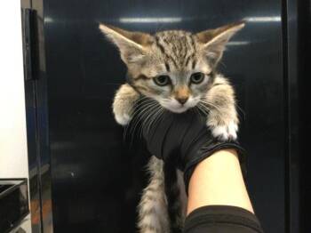 A1921435 -  Domestic Short Hair Cat for Adoption in Thousand Palms, California - A1921435 | PetCurious
