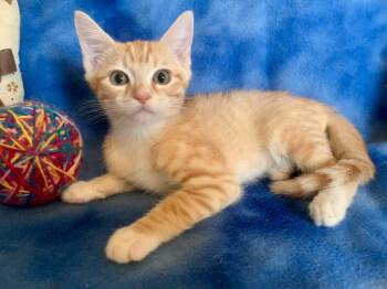 Angelo -  Domestic Short Hair Cat for Adoption in San Jose, California - Angelo | PetCurious