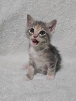 Dilute Calico Cats Available for Adoption - Hera | PetCurious