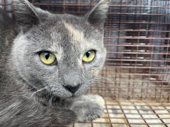 Domestic Short Hair Cats Available for Adoption - A650825 | PetCurious