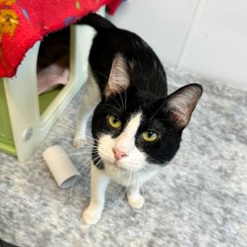 Sir Screams Alot -  Domestic Short Hair Cat for Adoption in Fort Wayne, Indiana - Sir Screams Alot | PetCurious