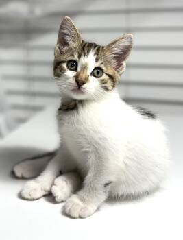 Rescue Domestic Short Hair Cats for Adoption in Fort Worth, Texas - Spumoni | PetCurious