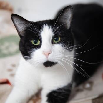 Fergus -  Domestic Short Hair Cat for Adoption in Salt Lake City, Utah - Fergus | PetCurious