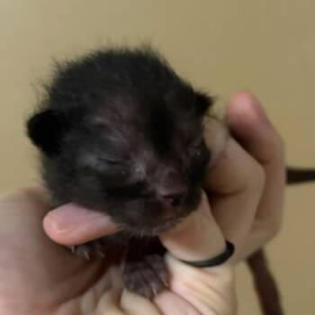 Binx -  Domestic Short Hair Cat for Adoption in Fort Smith, Arkansas - Binx | PetCurious