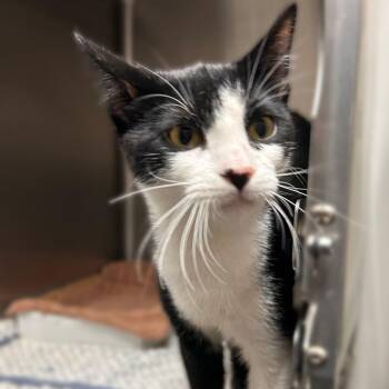 Fleas Own This Market? -  Domestic Short Hair Cat for Adoption in Davenport, Iowa - Fleas Own This Market? | PetCurious