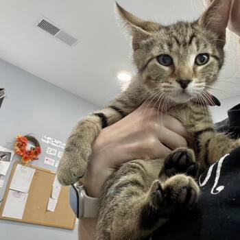 Peter Rabbit -  Domestic Short Hair Cat for Adoption in Fairmont, West Virginia - Peter Rabbit | PetCurious