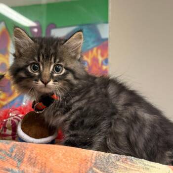 Yosemite -  Domestic Short Hair Cat for Adoption in Cheyenne, Wyoming - Yosemite | PetCurious