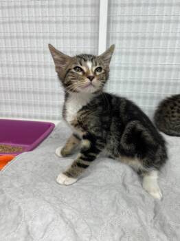 Domestic Short Hair Cats Available for Adoption in Brookings, Oregon - Oliver | PetCurious