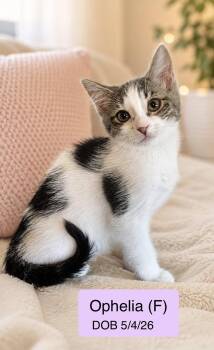 Ophelia -  Domestic Short Hair Cat for Adoption in Vacaville, California - Ophelia | PetCurious