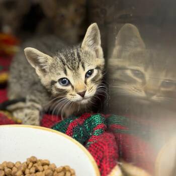 Dee -  Domestic Short Hair Cat for Adoption in Fort Smith, Arkansas - Dee | PetCurious