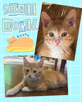 Small World -  Tabby Cat for Adoption in Pasco, Washington - Small World | PetCurious