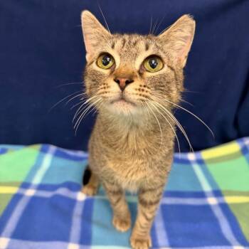 Romeo -  Domestic Short Hair Cat Available for Adoption in Boston, Massachusetts - Romeo | PetCurious