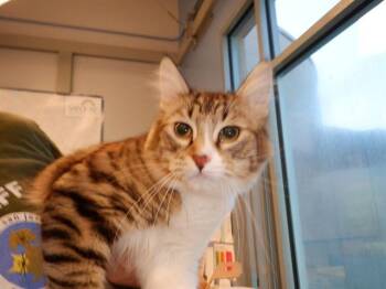 GINA -  Domestic Short Hair Cat for Adoption in San Jose, California - GINA | PetCurious