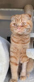 Fanta -  Scottish Fold Cat for Adoption in San Jacinto, California - Fanta | PetCurious
