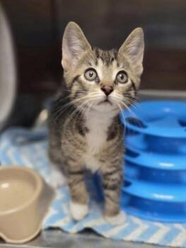 Elton John -  Domestic Short Hair Cat for Adoption in Westland, Michigan - Elton John | PetCurious