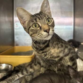 Weecha -  Domestic Short Hair Cat for Adoption in San Antonio, Texas - Weecha | PetCurious