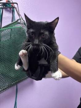 61307695 -  Domestic Short Hair Cat for Adoption in El Paso, Texas - 61307695 | PetCurious