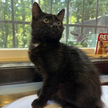 Rangoon -  Domestic Short Hair Cat for Adoption in Walden, New York - Rangoon | PetCurious